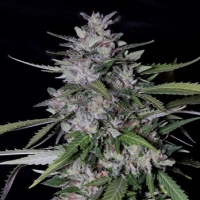 Don Forbidden Fruit Feminised Cannabis Seeds | Don Avalanche Seeds
