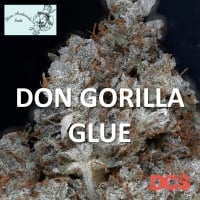 Don Gorilla Glue Feminised Cannabis Seeds | Don Avalanche Seeds