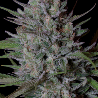 Don Biscotti Feminised Cannabis Seeds | Don Avalanche Seeds