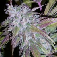 Dynamite Automatic Feminised Cannabis Seeds | Next Generation Seeds