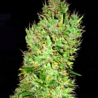 OG Critical Regular Cannabis Seeds | Emerald Triangle Seeds