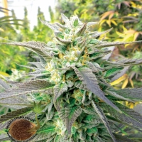Blueberry Headband Regular Cannabis Seeds | Emerald Triangle Seeds 
