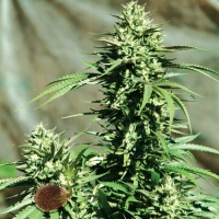 California Wildfire Regular Cannabis Seeds | Emerald Triangle Seeds 