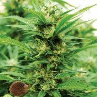 Emerald Jack Regular Cannabis Seeds | Emerald Triangle Seeds
