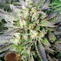 Grapefruit Kush Feminised Cannabis Seeds | Emerald Triangle Seeds