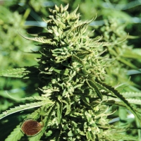 Lost Coast O.G. Regular Cannabis Seeds | Emerald Triangle Seeds