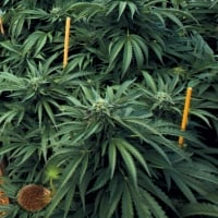 Mastodon Kush Feminised Cannabis Seeds | Emerald Triangle Seeds