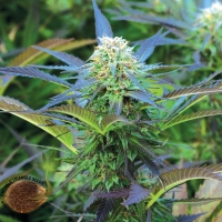 Royal Purple Kush Feminised Cannabis Seeds | Emerald Triangle Seeds
