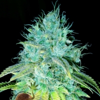 Sour Puss Feminised Cannabis Seeds | Emerald Triangle Seeds