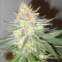 Cotton Candy Cane Feminised Cannabis Seeds | Emerald Triangle Seeds