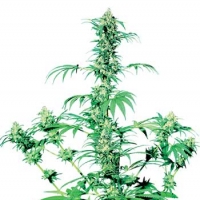 Early Girl Regular Cannabis Seeds | Sensi Seeds 