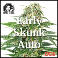 Early Skunk Auto Feminised Cannabis Seeds | Sensi Seeds 