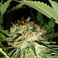 Everest Bud Feminised Cannabis Seeds | GreenLabel Seeds
