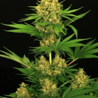 Tangerine Kush Feminised Cannabis Seeds