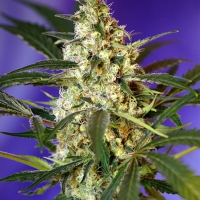 Fast Bud #2 Auto Feminised Cannabis Seeds | Sweet Seeds