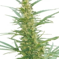 Mixed Sativa Divas Regular Cannabis Seeds