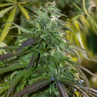 Fast Bud Outdoor Cannabis Seeds | Spliff Seeds