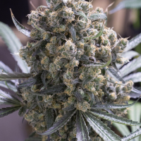 Green Crack Fast Flowering Feminised Cannabis Seeds | Humboldt Seeds Organisation