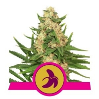 Fat Banana Feminised Cannabis Seeds | Royal Queen Seeds