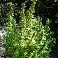 Critical Chaze Feminised Cannabis Seeds