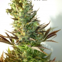 Stitch's Love Potion Feminised Cannabis Seeds