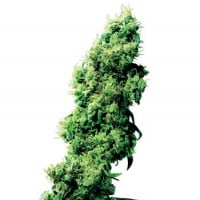 Four Way Regular Cannabis Seeds | Sensi Seeds 
