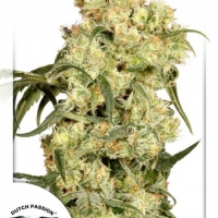 Freddy's Best Feminised Cannabis Seeds | Dutch Passion 