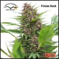 Frisian Duck Feminised Cannabis Seeds | Dutch Passion