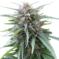 Frizzy Kush Feminised Cannabis Seeds | Seed Stockers