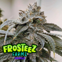 Frosteez Feminised Cannabis Seeds - Frosteez Farmz