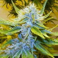 G13 x Haze Regular Cannabis Seeds | Mr Nice Seeds