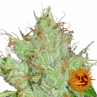 G13 Haze Regular Cannabis Seeds | Barney's Farm