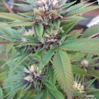 Sick Meds Green Crack Feminised Cannabis Seeds