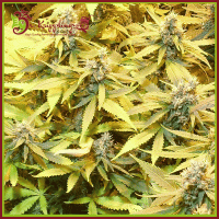GGG 3 –  Gelato Cookie D’oh-Hope Auto Feminised Cannabis Seeds | Dr Krippling 