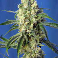 Green Poison CBD Feminised Cannabis Seeds | Sweet Seeds