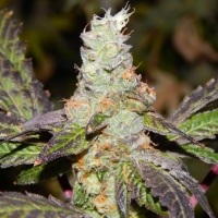 Cookie F2 Regular Cannabis Seeds | Purple Caper Seeds