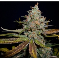 Gage Green Blue in Green Cannabis Seeds