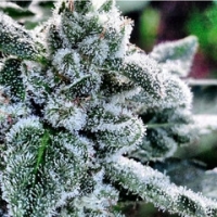 Gage Green Talisman Cannabis Seeds