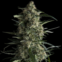 Galaxy CBD Feminised Cannabis Seeds | Pyramid Seeds