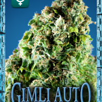 Gimli Auto Feminised Cannabis Seeds | Rockwell Seeds
