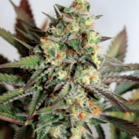 Girl Scout Cookies Feminised Cannabis Seeds | Garden of Green