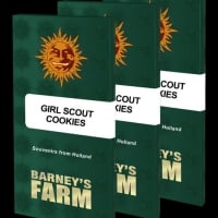 Girl Scout Cookies Feminised Cannabis Seeds | Barney's Farm 