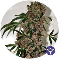 Girl Scout Cookies Extreme Feminised Cannabis Seeds | Bulldog Seeds