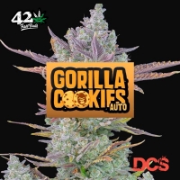 Gorilla Cookies Auto Feminised Cannabis Seeds | Fast Buds