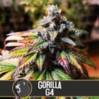 Gorilla Glue #4 Feminised Cannabis Seeds | Blim Burn America