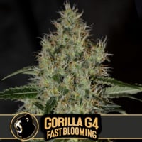 Gorilla Glue #4 Fast Feminised Cannabis Seeds | Blimburn Seeds