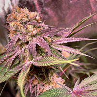 Grandaddy Purple Feminised Cannabis Seeds - Power Strains