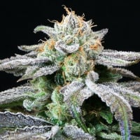 Grape Inferno Regular Cannabis Seeds | TGA Seeds