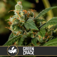 Green Crack Feminised Cannabis Seeds | Blim Burn America