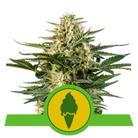 Green Gelato Auto Feminised Cannabis Seeds | Royal Queen Seeds